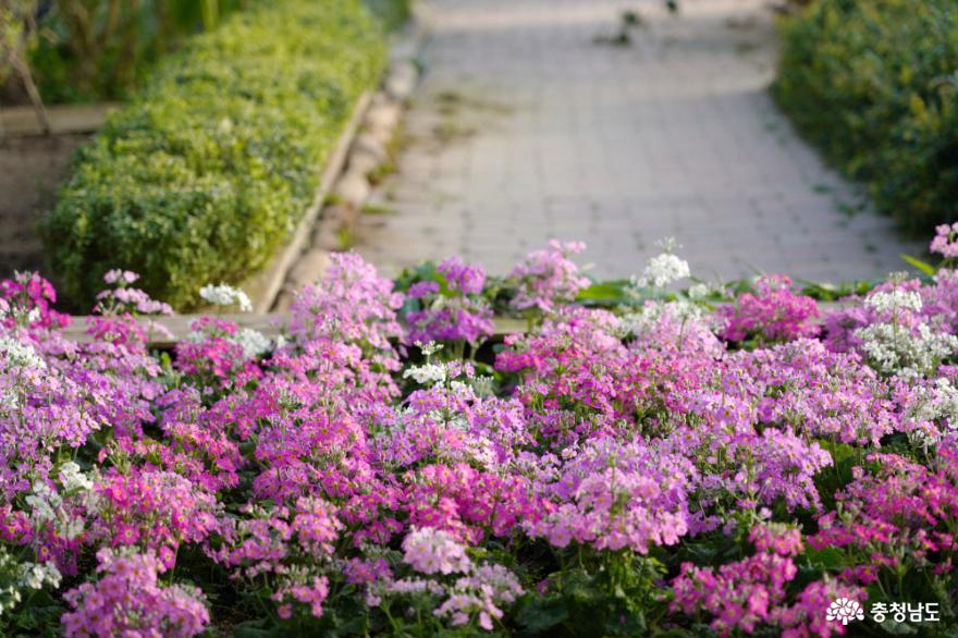 꽃향기 가득한 테마 식물원, 아산 세계꽃식물원 사진