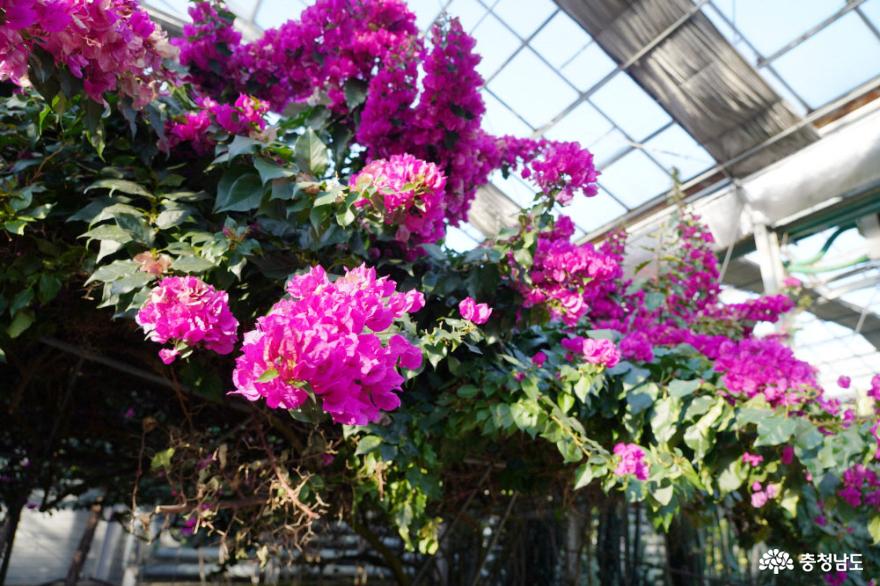 꽃향기 가득한 테마 식물원, 아산 세계꽃식물원 사진
