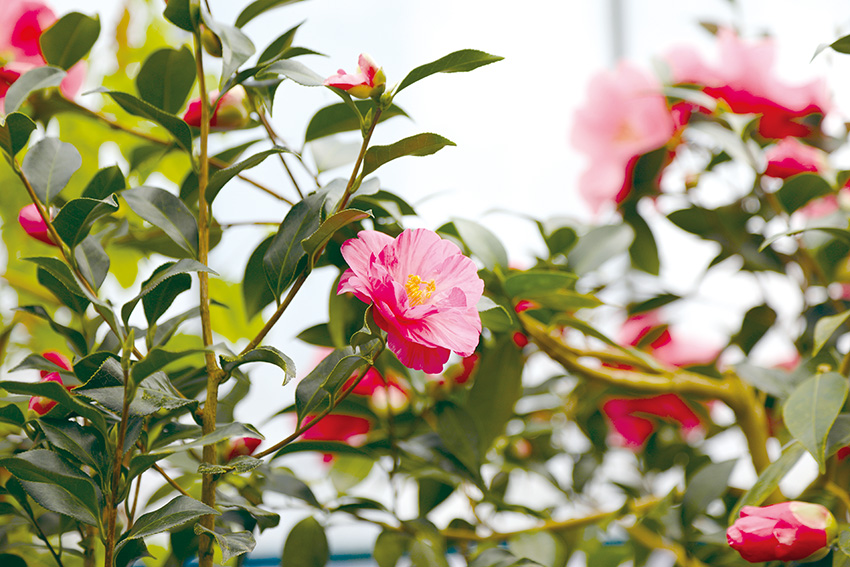 괜찮아, 다시 시작할 수 있는 봄이야… 청양 고운식물원의 봄꽃 항연