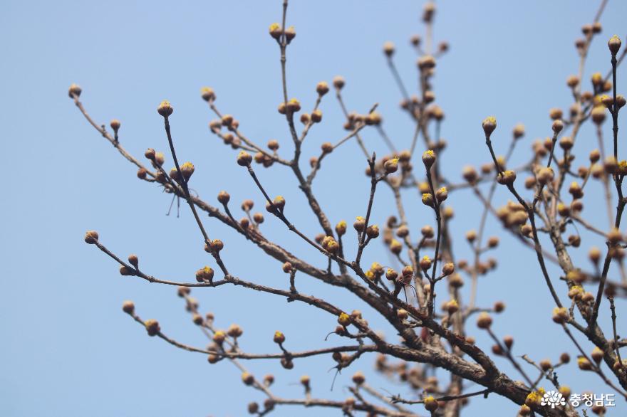 봄나들이 명소, 아산 외암마을 사진
