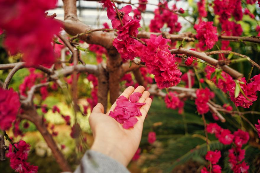 벌써 꽃소식이 들려오는 봄꽃나들이, 공주농업기술센터 무료 온실