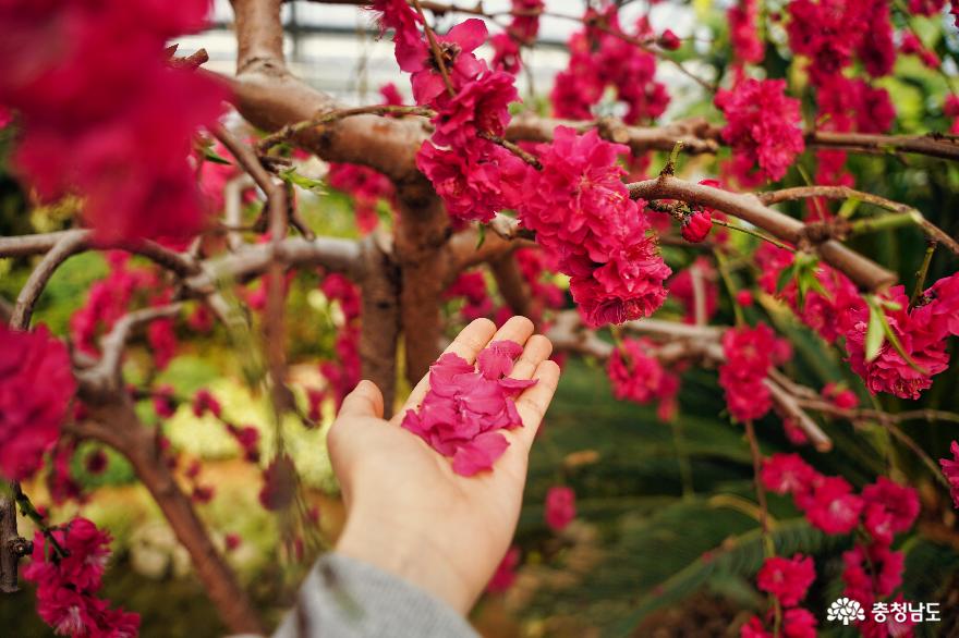 벌써 꽃소식이 들려오는 봄꽃나들이, 공주농업기술센터 무료 온실 사진