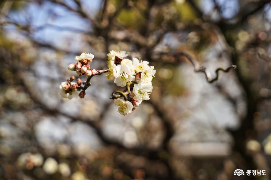 벌써 꽃소식이 들려오는 봄꽃나들이, 공주농업기술센터 무료 온실 사진