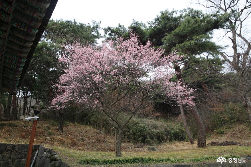 봄꽃이피기시작하는계룡산신원사에불어오는봄향기 8