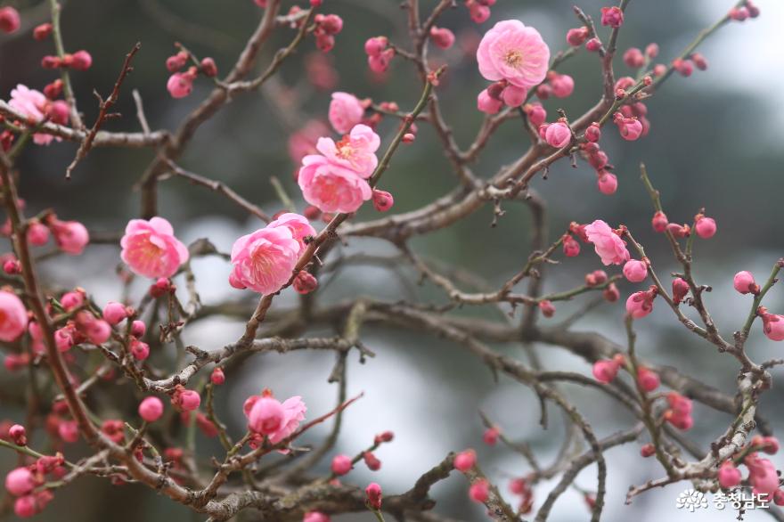 봄꽃여행지핑크빛홍매화가피어난현충사 1