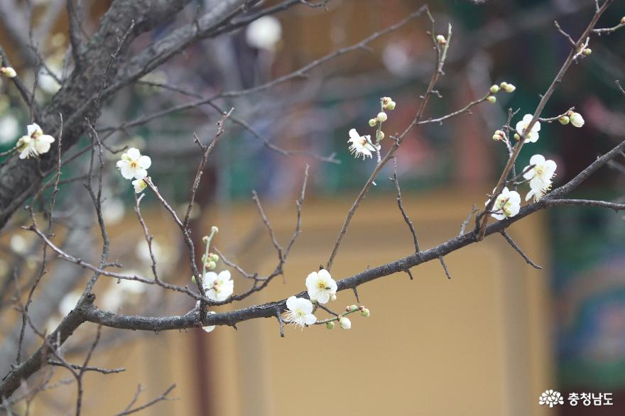 봄꽃여행지핑크빛홍매화가피어난현충사 5
