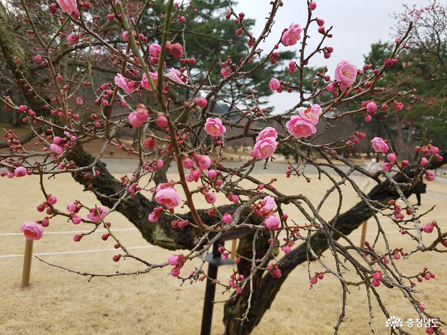 봄꽃여행지핑크빛홍매화가피어난현충사 13