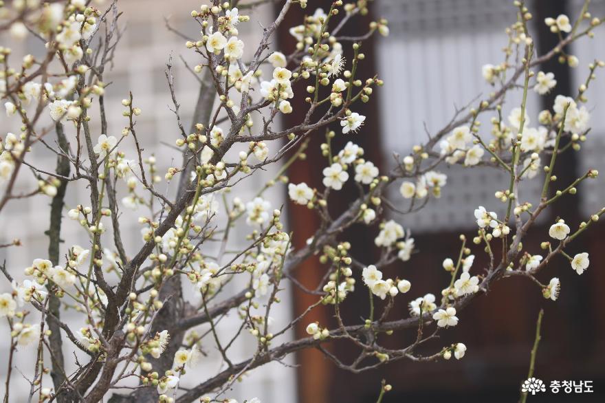 봄꽃여행지핑크빛홍매화가피어난현충사 14