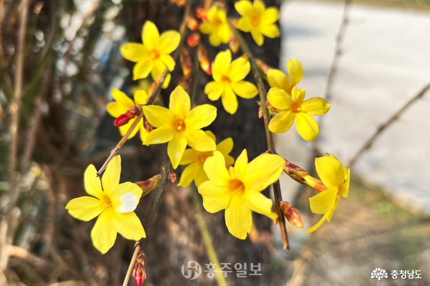 가장 먼저 봄을 맞이하는 노란 꽃 ‘영춘화’