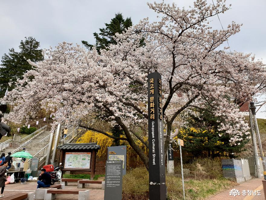 국고개 문화거리의 벚꽃(2019.4.6.)