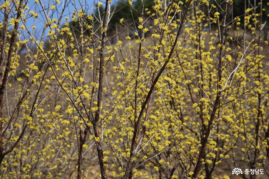 노란별꽃이피기시작한공기좋은당진의삼선산수목원 9