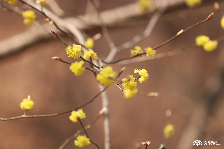봄꽃 향기 가득한 영인산자연휴양림 사진
