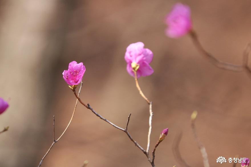봄꽃향기가득한영인산자연휴양림 6