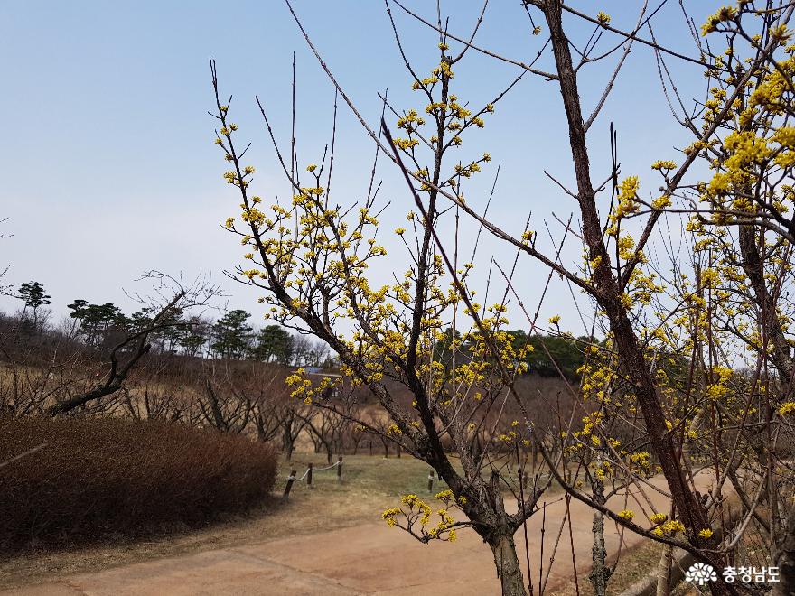 봄꽃향기가득한영인산자연휴양림 9