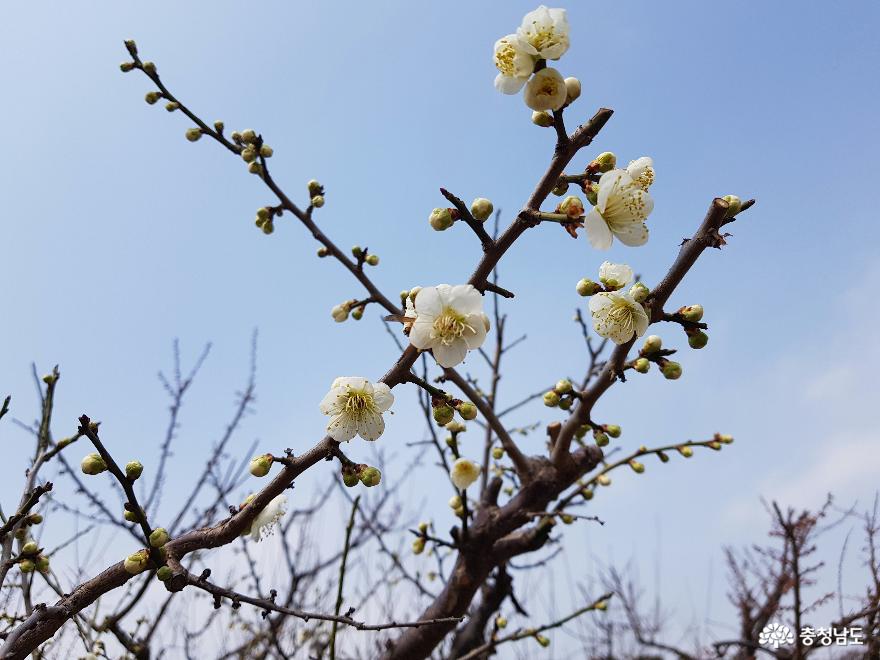 봄꽃향기가득한영인산자연휴양림 10