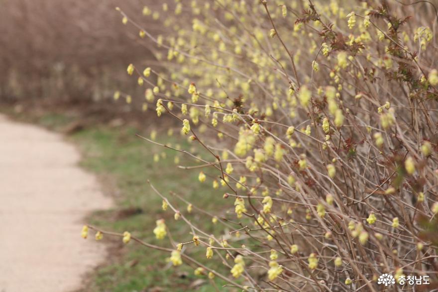 봄꽃 향기 가득한 영인산자연휴양림 사진
