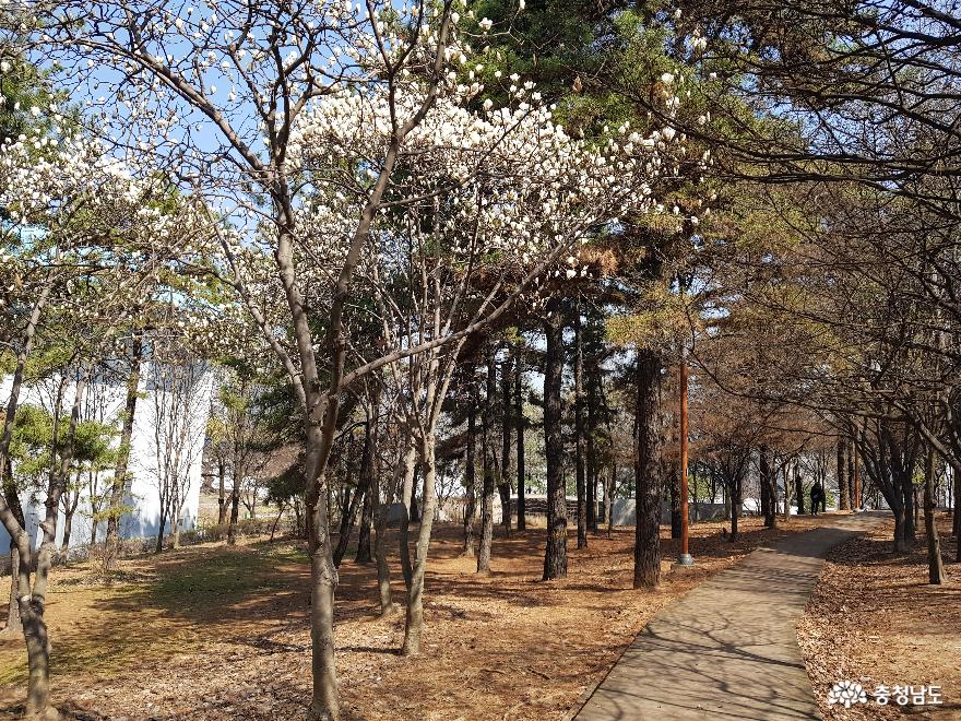 봄기운이 완연한 천안 시민의 숲 맨발공원 사진