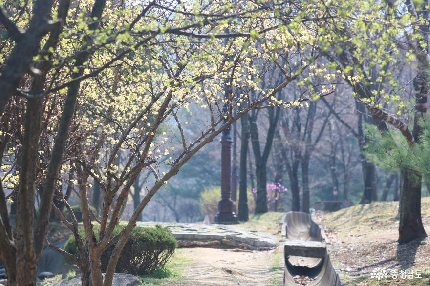 봄기운이 완연한 천안 시민의 숲 맨발공원 사진