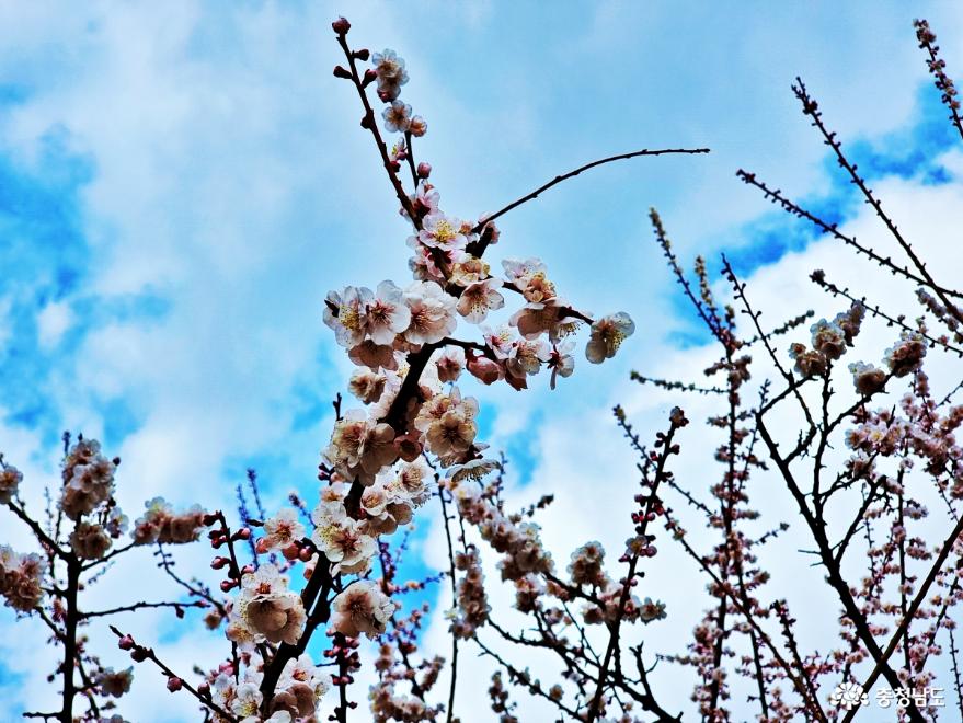 봄꽃보며소풍가기좋은추천플레이스 5