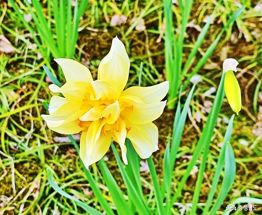 봄꽃보며소풍가기좋은추천플레이스 16