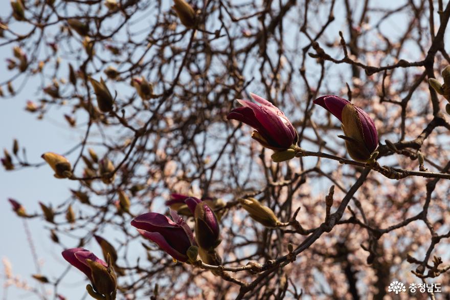 봄꽃이가득한예산추사고택의봄풍경 3