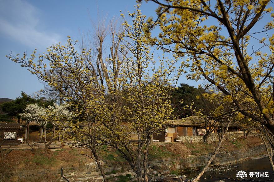 매화 향기 그윽한 아산 외암민속마을 사진