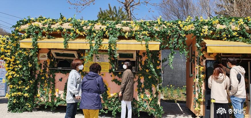 수선화꽃 고택을 감싸다. 사진