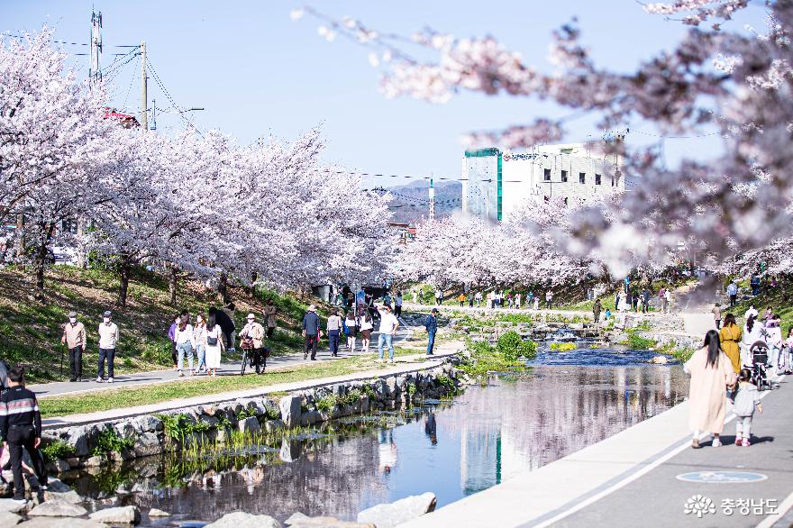 천안 원성천을 따라 걷는 신나는 벚꽃 놀이 사진