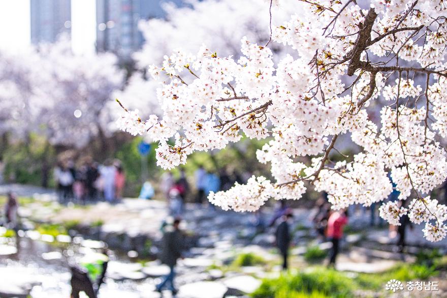 천안 원성천을 따라 걷는 신나는 벚꽃 놀이 사진