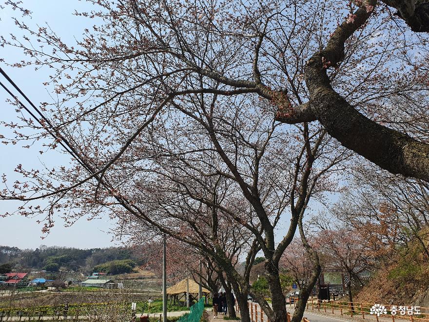 벚꽃수선화등봄꽃의향연그리고아름다운마을풍경홍성거북이마을 4