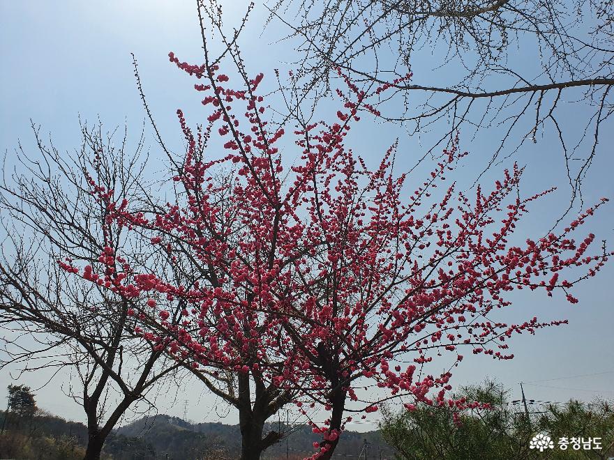 벚꽃수선화등봄꽃의향연그리고아름다운마을풍경홍성거북이마을 11