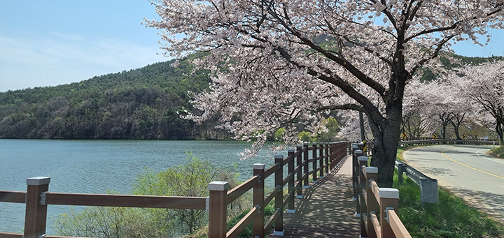 덕산도립공원 벚꽃길 이번 주 ‘활짝’ 만개