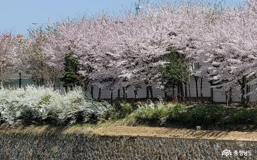 신방천 벚꽃 풍경 3. 