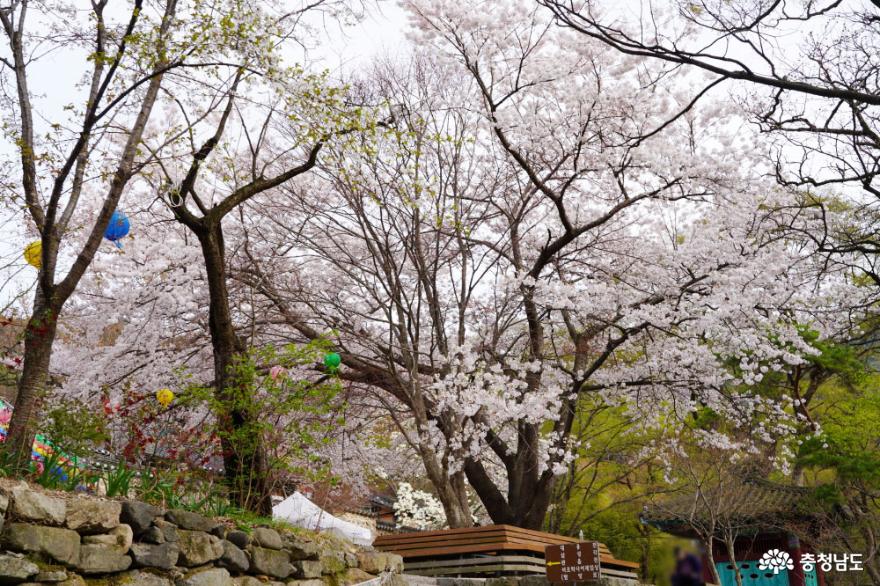 황매화와 벚꽃이 만개한 갑사 봄 풍경 사진
