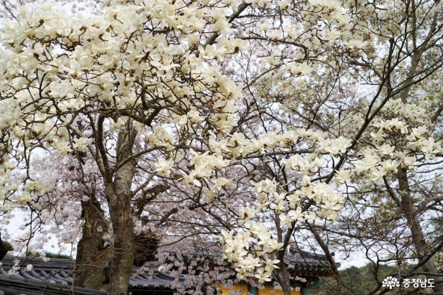 황매화와벚꽃이만개한갑사봄풍경 14