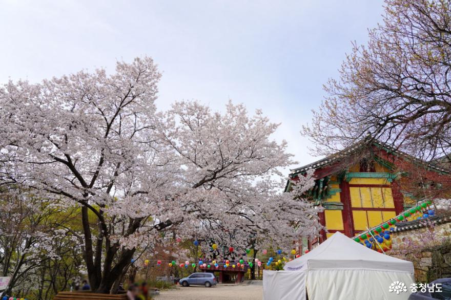 황매화와 벚꽃이 만개한 갑사 봄 풍경 사진