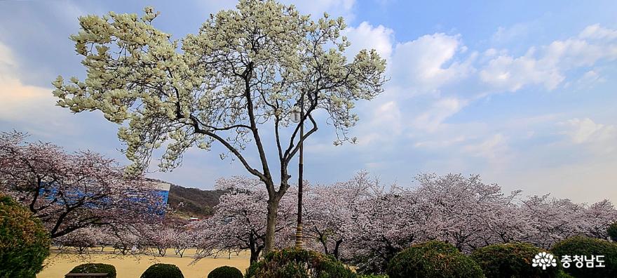 아산의 봄꽃 명소 순천향대학교 사진