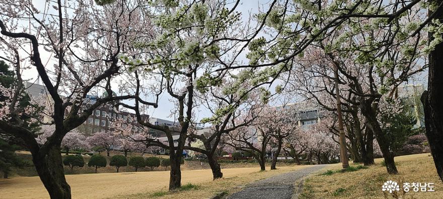 아산의 봄꽃 명소 순천향대학교 사진