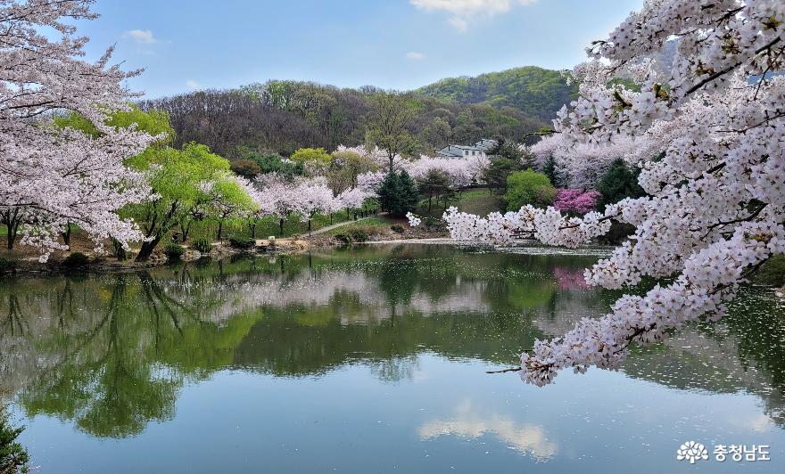 나만을 위한 봄의 풍경 ‘호서대 벚꽃’