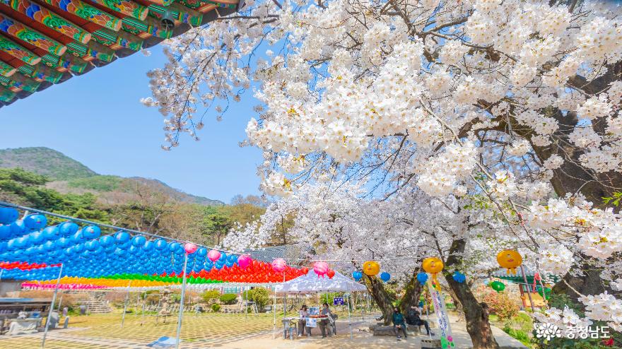 벚꽃 흐드러진 신원사’에서 봄을 만끽하다 사진