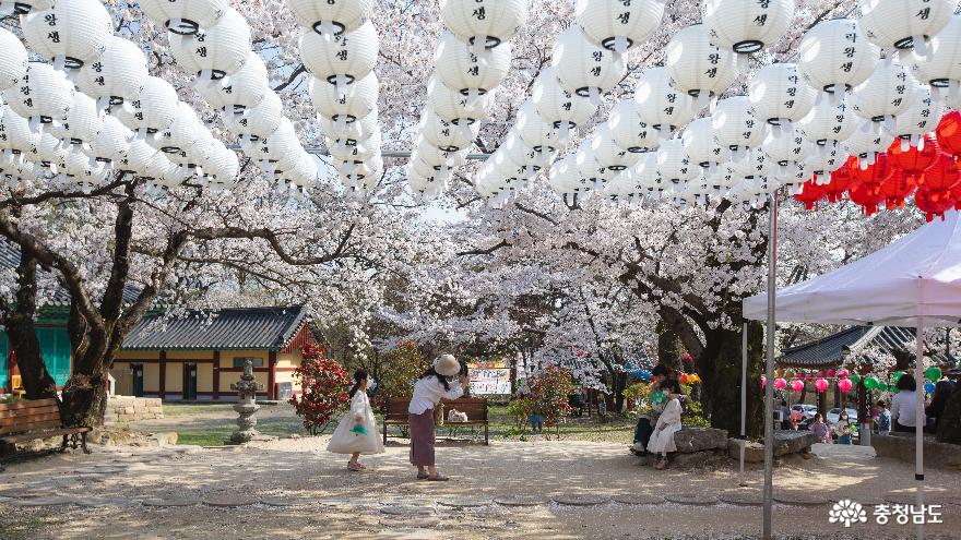 벚꽃 흐드러진 신원사’에서 봄을 만끽하다 사진