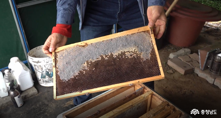 이강신 지부장이 빈 벌통을 보여 주고 있다. 벌집에 꿀은 차있지만 벌은 보이지 않는다.