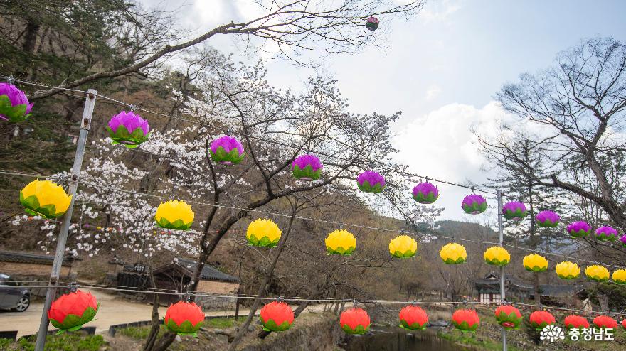‘춘(春)마곡’이라 불리는 마곡사의 봄 사진