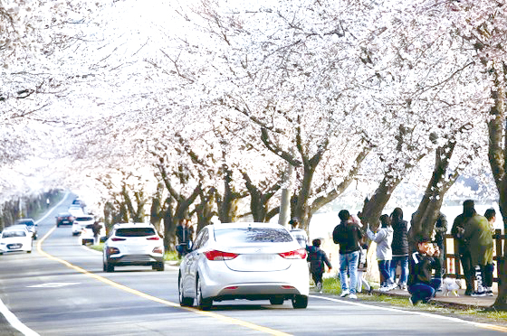 봄의 끝자락을 수놓은 ‘주산 벚꽃엔딩’