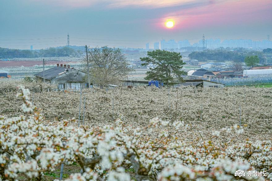 배꽃가득한 천안 성환 왕지봉 풍경 사진