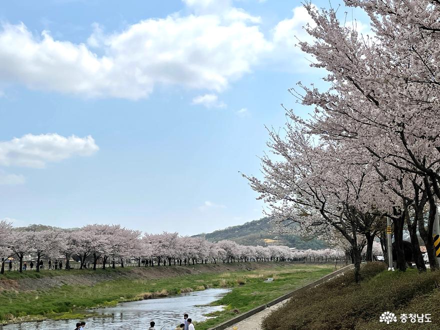 충남의 벚꽃명소 광천 십리벚꽃길 사진