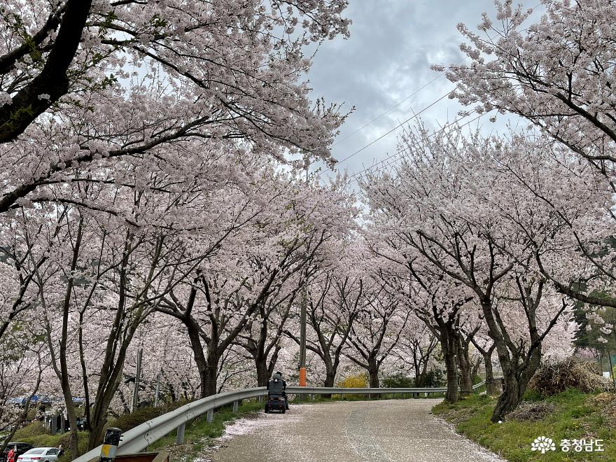 충남의 벚꽃명소 광천 십리벚꽃길 사진