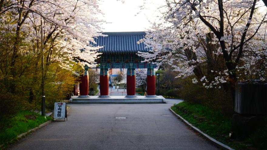봄 벚꽃이 활짝핀 예산 수덕사의 전경