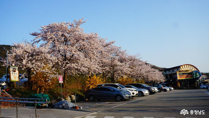 봄벚꽃이활짝핀예산수덕사의전경 1
