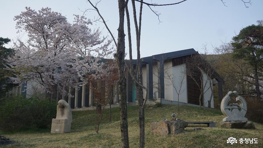 봄벚꽃이활짝핀예산수덕사의전경 5